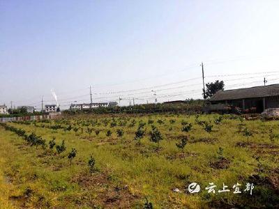市自然资源和规划局：踏勘陈皮功能产品产业园项目