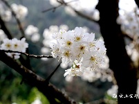 全福河:茶香花艳漫山坡