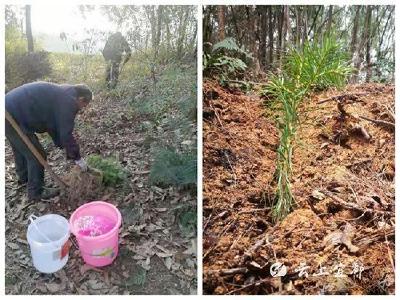 我市30万株杉树苗住进除治“天窗”