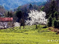 全福河:茶香花艳漫山坡