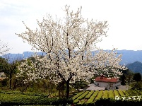 全福河:茶香花艳漫山坡