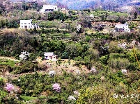 全福河:茶香花艳漫山坡