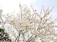 全福河:茶香花艳漫山坡