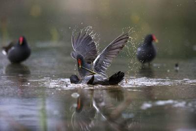 红嘴、白尾、绿脚：百只黑水鸡成湿地公园“常客