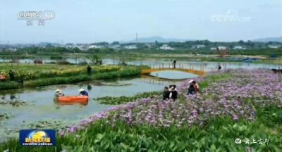 昨日，新闻联播再次聚焦贵子湖水生态 宜都“绿色生活”示范区呼之欲出