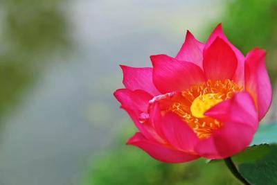 贵子湖的莲花惊艳了这个端午节