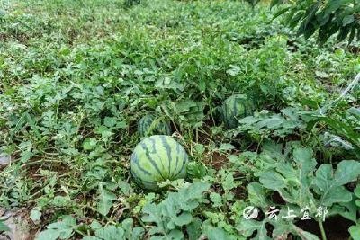 老板回乡创业带领乡亲致富