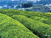 醉美架锅山  十里桃花红