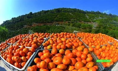 国家发改委新闻发言人向中外媒体记者推介宜都红花柑橘产业园