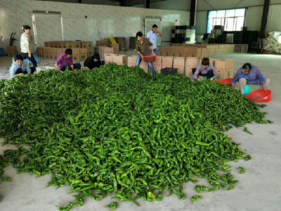 武汉、长沙市民吃上梁山蔬菜