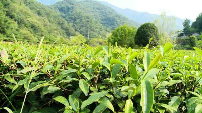 市政协督办重点提案 聚焦茶旅融合 助推茶产业发展