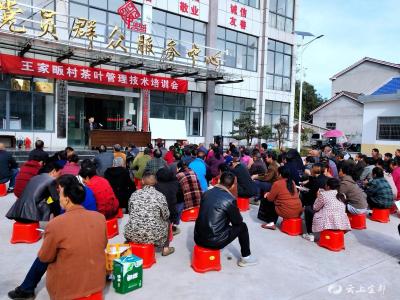 150余人集中“充电”！王家畈村茶叶种植培训课干货满满