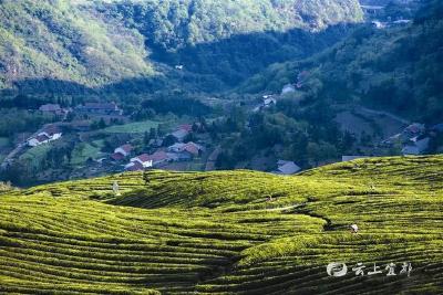 双井寺村：凤凰涅槃 从“靠山吃山”到绿色生态发展