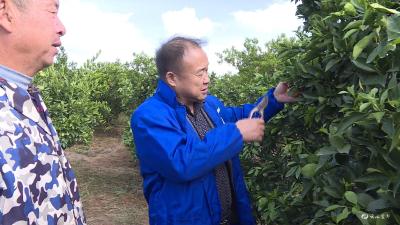 技术帮扶“结”出“致富果”