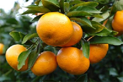 延伸柑橘产业链  助农增收效果好