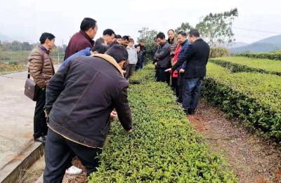 授之以渔——我市举办残疾人茶叶技术培训