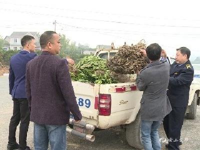 350株！我市集中销毁一批违规调运柑桔苗木
