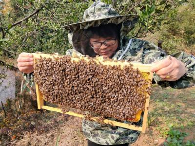 松木坪镇：做大做强农业“底盘” 深耕厚植脱贫基础