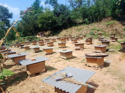 白马溪村：中蜂养殖＋黄桃种植 特色产业发展解锁“致富密码”
