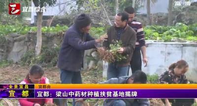 【三峡广电】宜都：梁山中药材种植扶贫基地揭牌