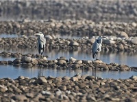 长江枯水期滩涂湿地成鸟类乐园