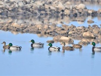 长江枯水期滩涂湿地成鸟类乐园