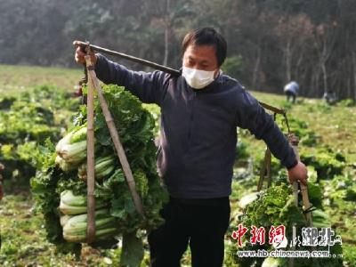 【中新网】宜都450户乡亲捐3万余斤“大家菜”助抗疫