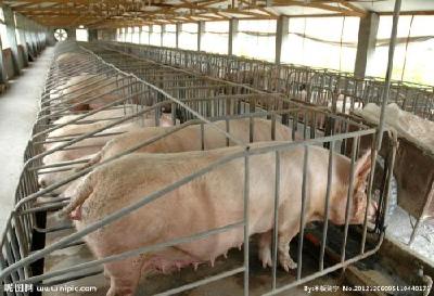猪肉价格高位回落！统计局还带来一个好消息…