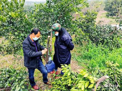 战“疫”不停“学”！曾家岗村柑桔品改不“断线”