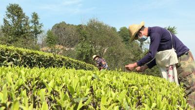 绿竹溪村：疫情防控不松劲 茶叶生产不误时