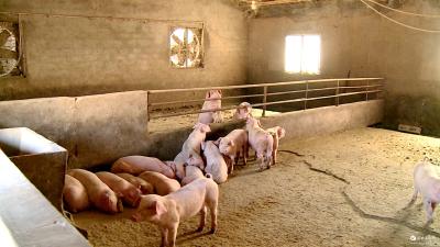 市畜牧服务中心多措并举 促生猪稳产保供