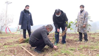 架锅山村：一手抓疫情防控  一手抓产业增收