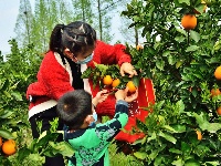 “晚香蜜橙”压枝头  花果同树醉游客