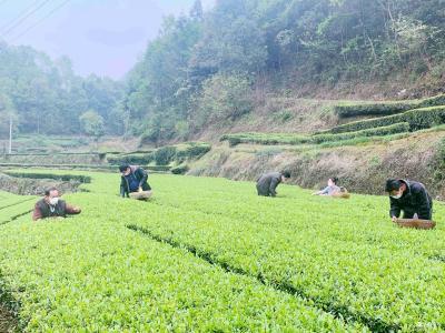 绿竹溪村：党员助农茶飘香