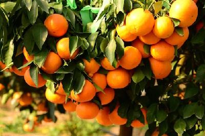 张家冲村：柑橘产业铺就致富路