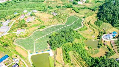 本月底开园迎客！我市新添一蓝莓采摘基地