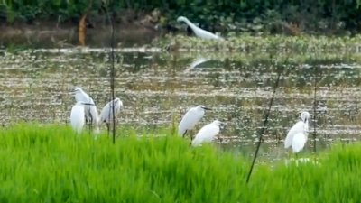 【航拍】枝城：生态保护显成效  引来雪衣白鹭飞