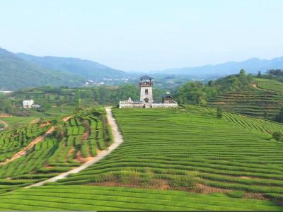 航拍 | 绿满茶山采摘忙