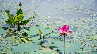 “水生态”孕育“水经济”——看贵子湖再次“华丽转身”