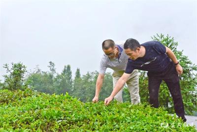 邓家桥村：考察“走出去”  经验“学进来”  全力打响茶叶品牌
