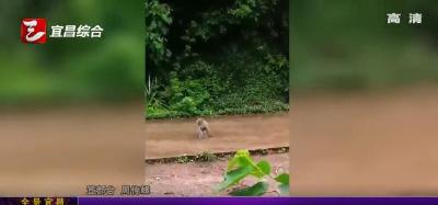 【三峡广电】宜都山区首次发现野生猕猴