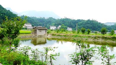 【两江党旗红•走进磁铁支部】茶元寺村：党建引领 和美茶元