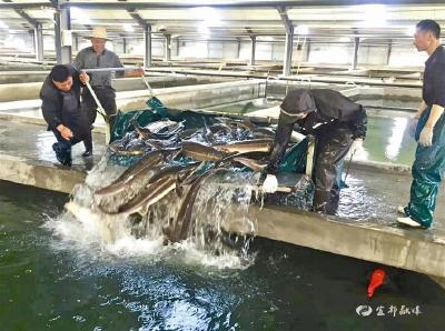 【三峡日报】绿水生金 ——宜都鲟鱼上岸启示录