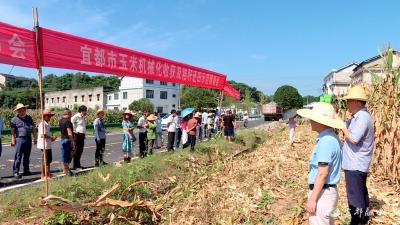 机械化助力玉米收割“加速度”