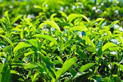 提早封园，停采鲜叶——宜都优质茶背后的“秘密”
