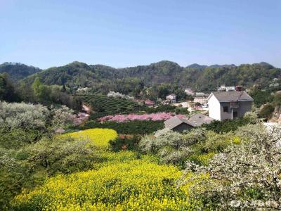 架锅山村：让美景如画的花果山变成村民致富的金银山