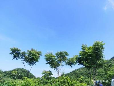 宜都 ：“支部微家”推动乡村振兴