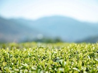 宜都春茶，开！采！啦！