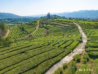 宜都春茶，开！采！啦！