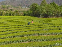 宜都春茶，开！采！啦！